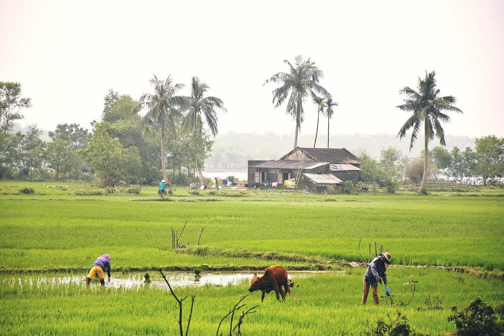 Nguyet Anh Guesthouse Lang Co Bagian luar foto